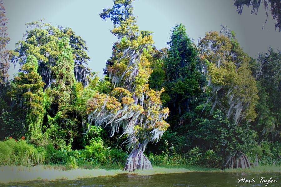 Nature photograph