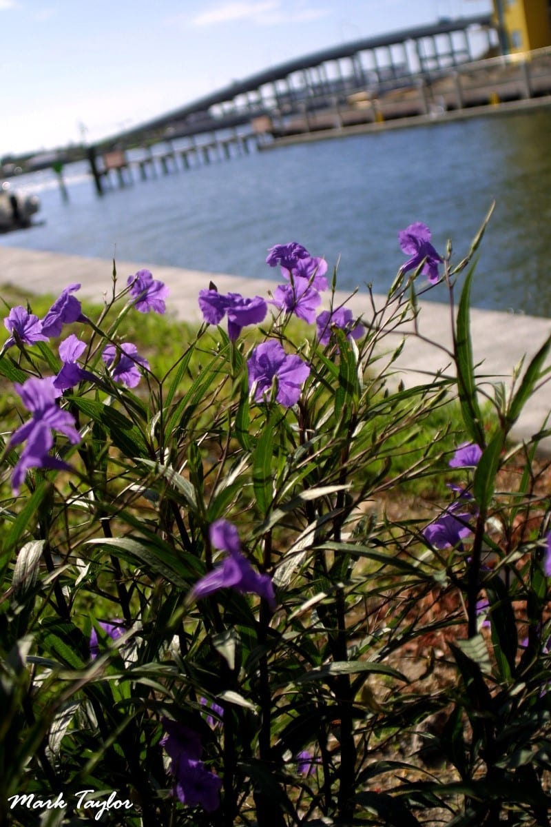 Nature photograph