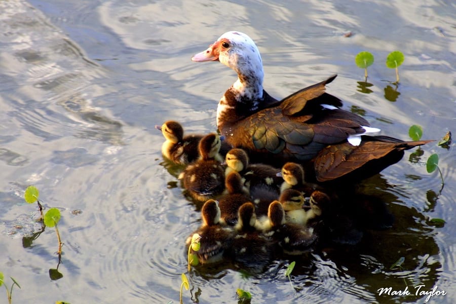 Nature photograph