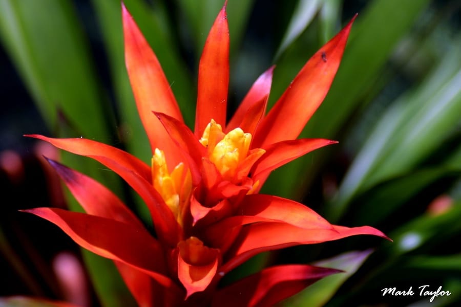 Nature photograph