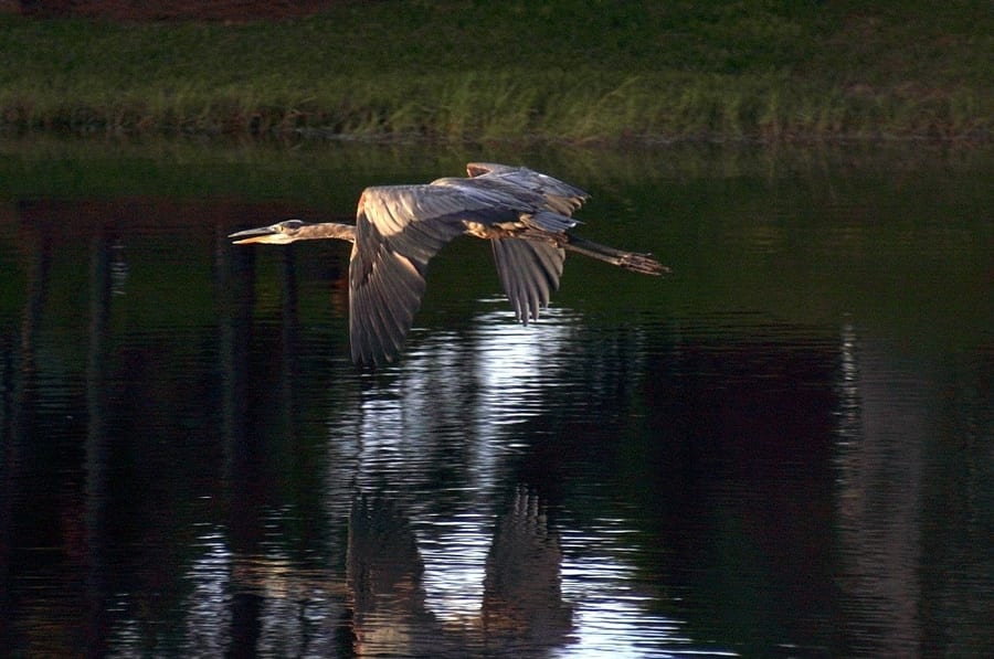 Nature photograph