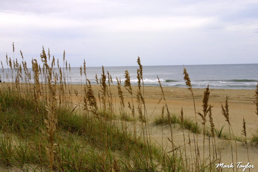 Nature photograph