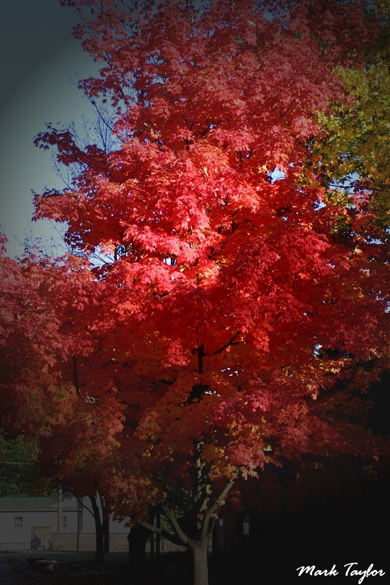 Nature photograph