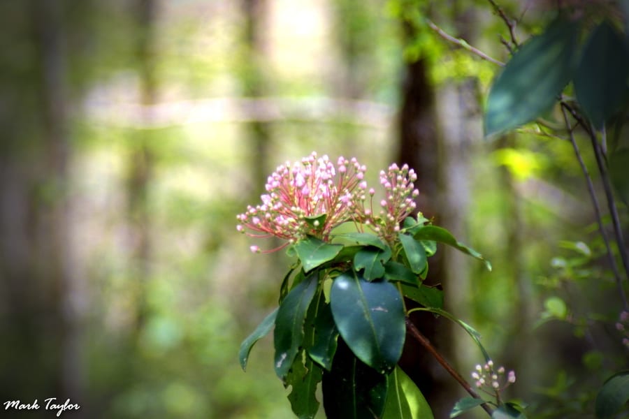 Nature photograph