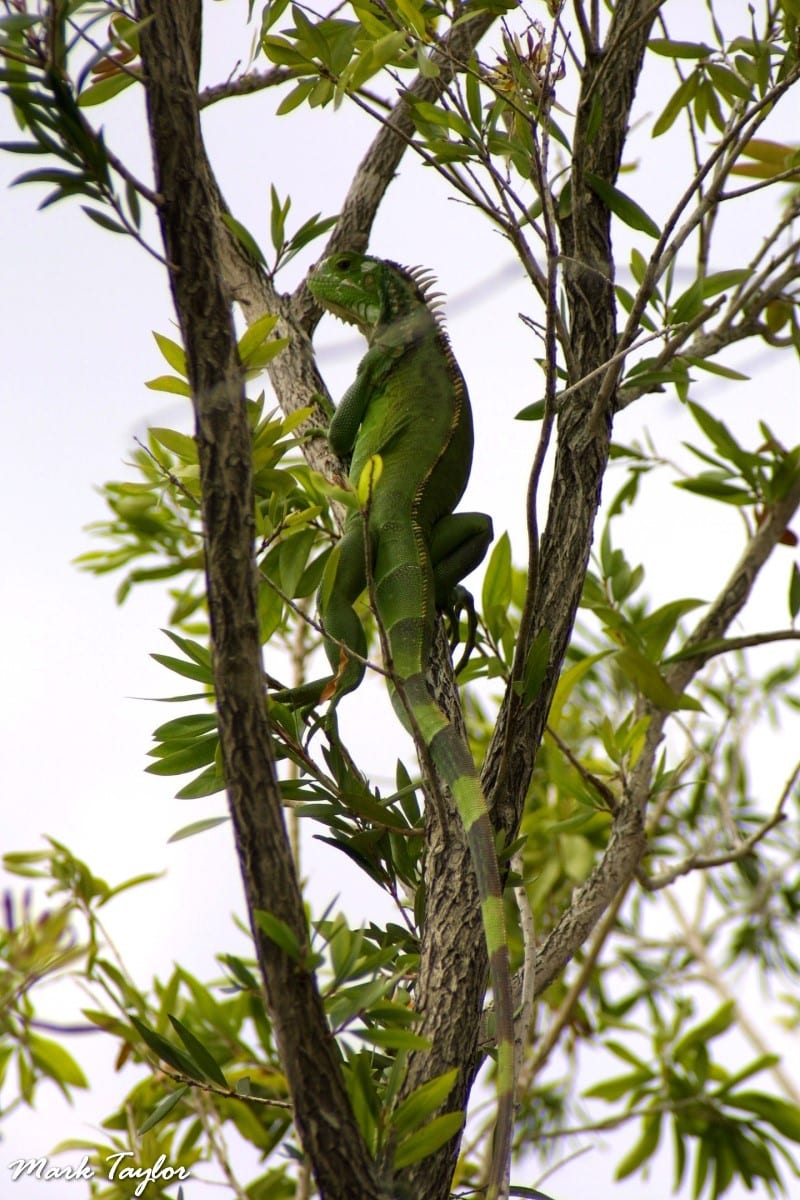 Nature photograph