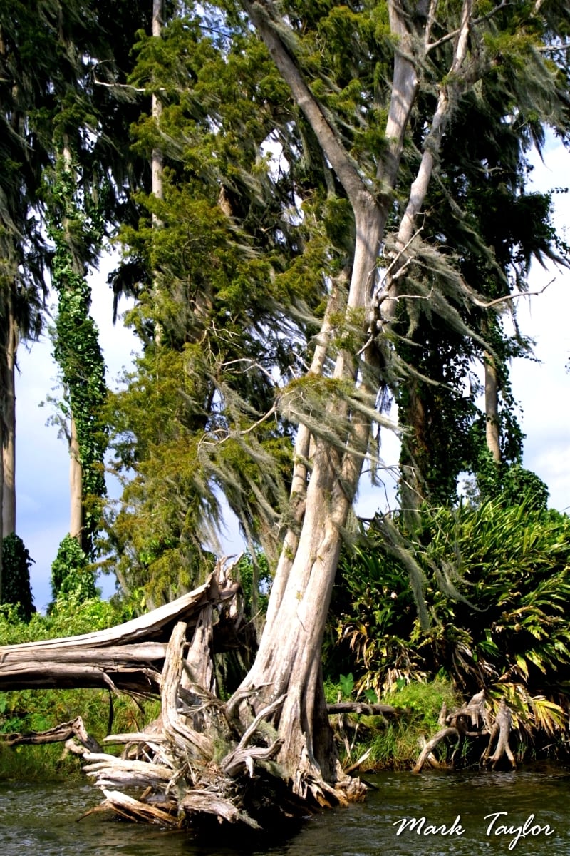 Nature photograph