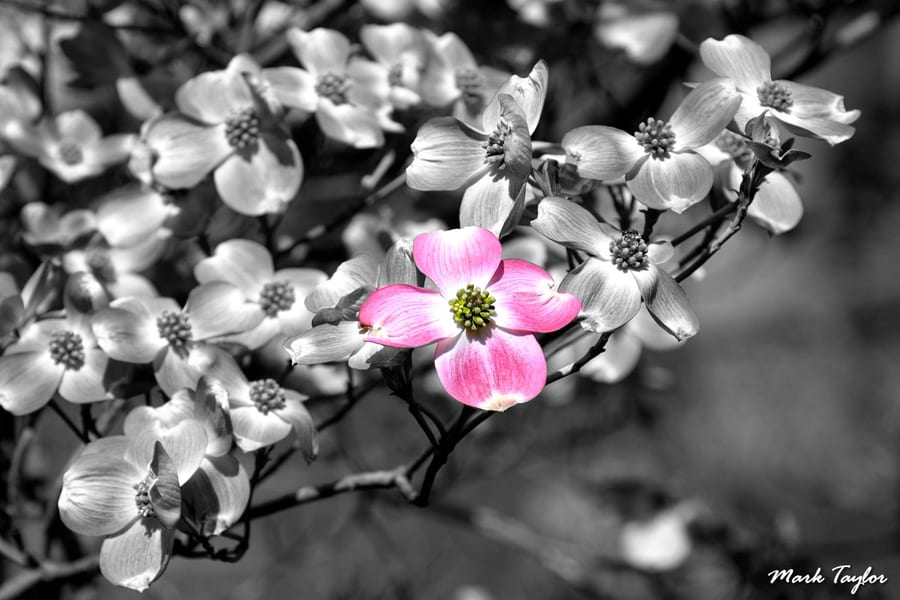Dogwood in bloom