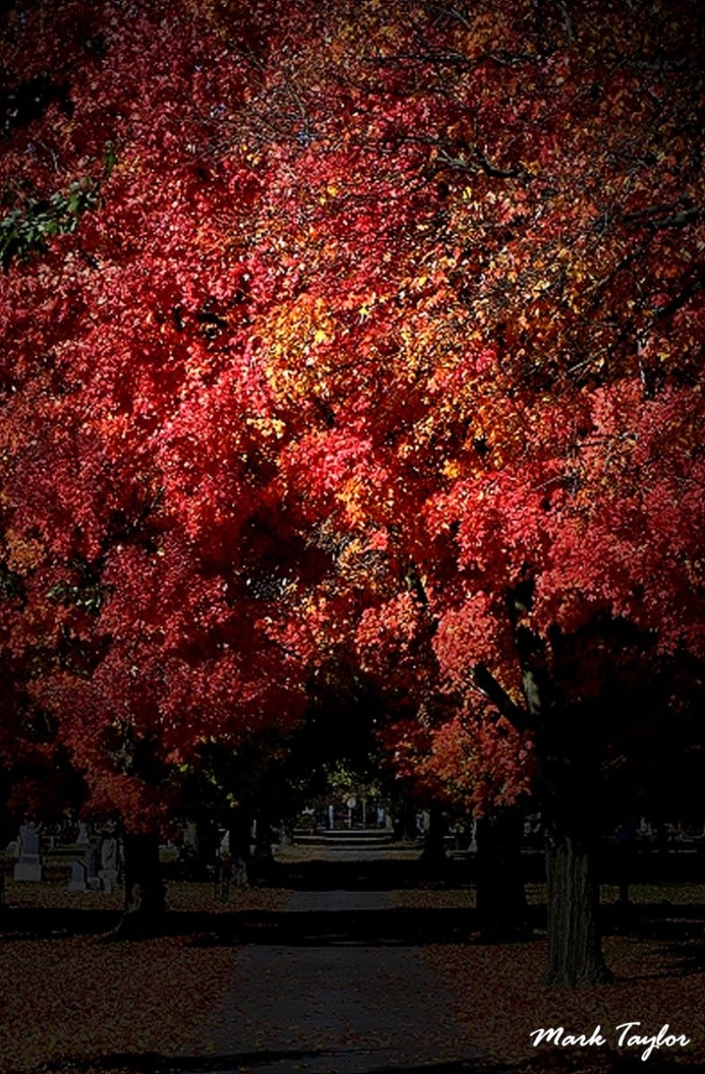 Nature photograph
