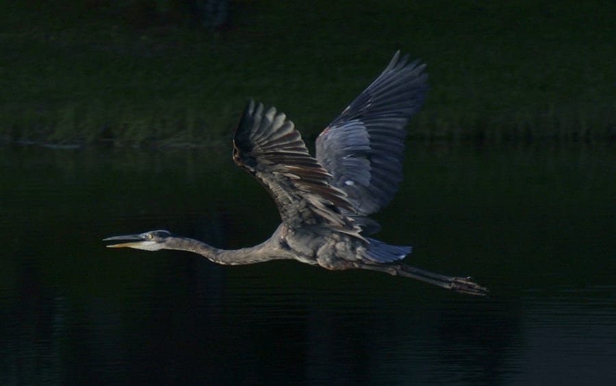 Nature photograph