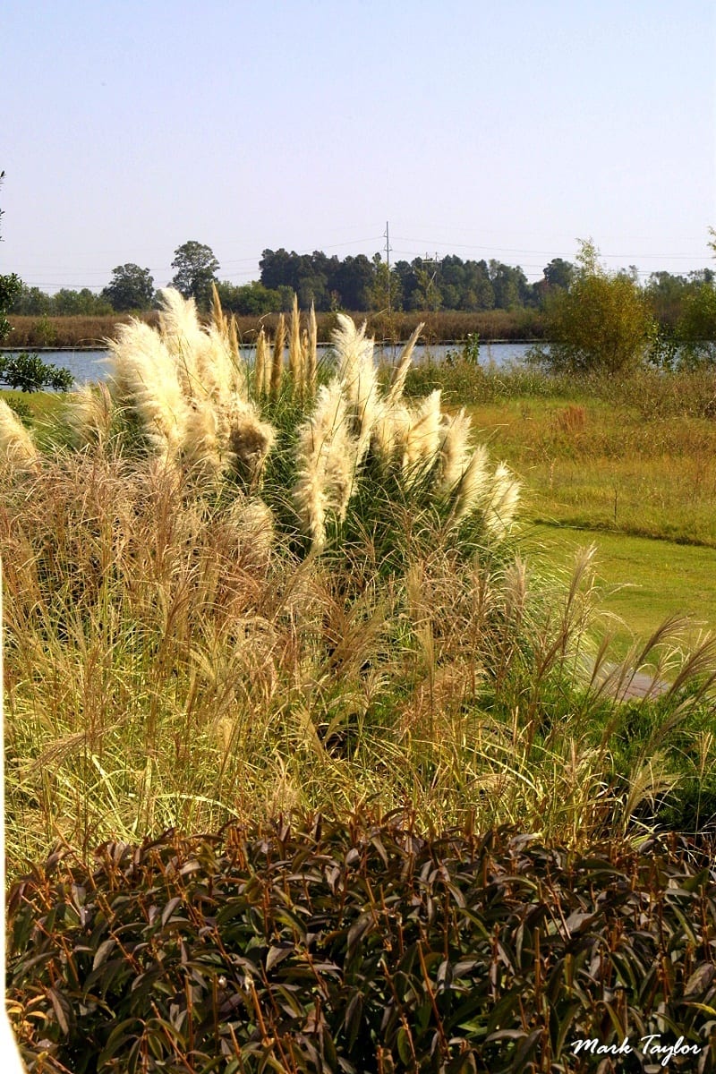 Nature photograph