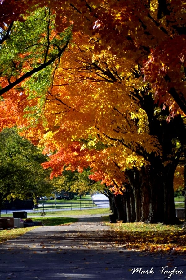 Nature photograph