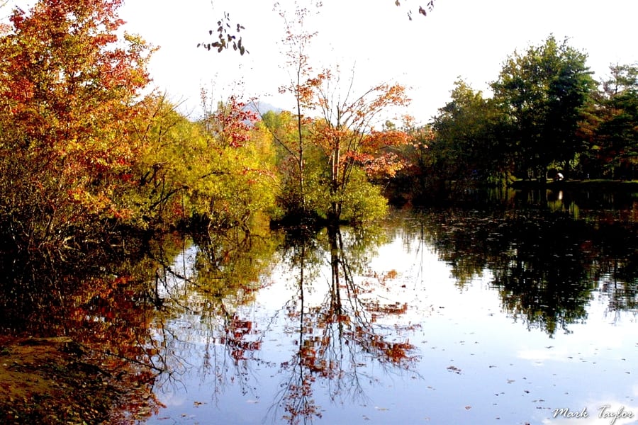 Nature photograph