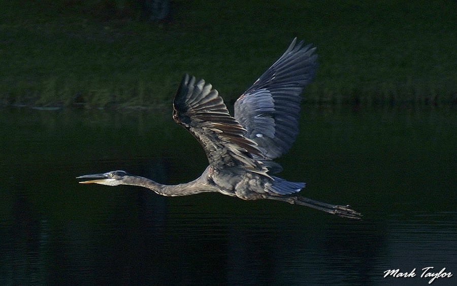 Nature photograph