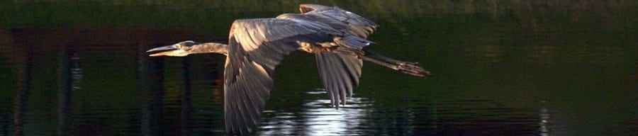 Heron over water (site banner crop)