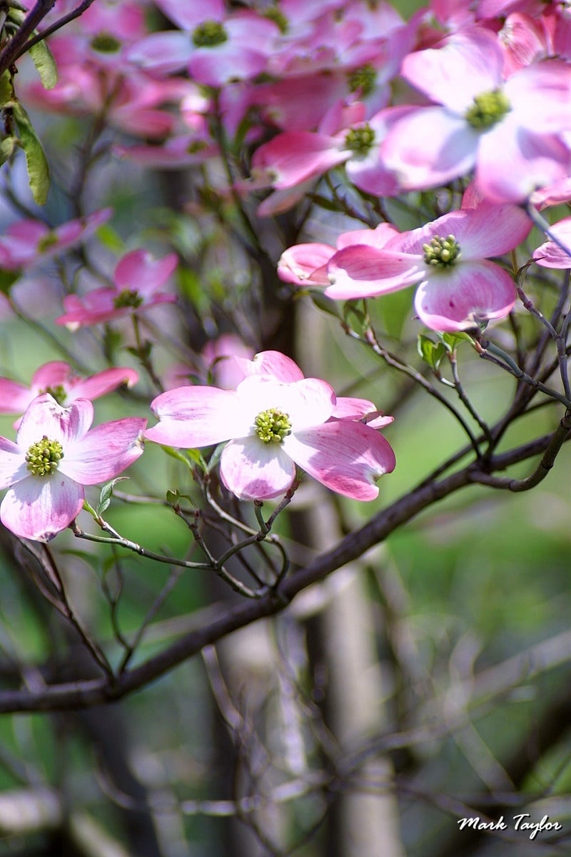 Nature photograph