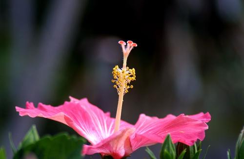 hibiscus1000x650